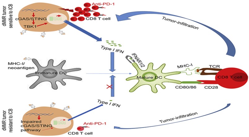DNA sensing in dMMR cancer